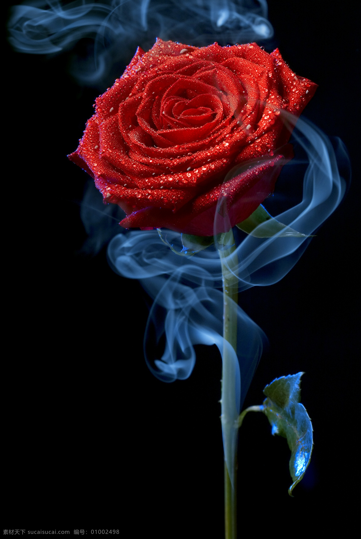 玫瑰花 鲜花 玫瑰 红玫瑰 花束 红花绿叶 玫瑰特写 烟雾 烟雾缭绕 动感烟雾 水滴 水珠 微距 情人礼物 情人节素材 花朵 红花 花草 花草高清图片 生物世界