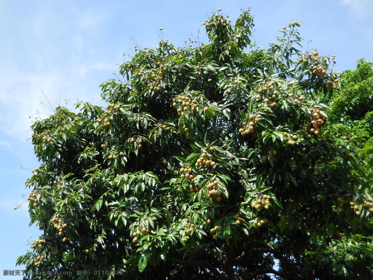 岭南佳果 荔枝 绿荔 荔枝树 广东水果 粤西水果 夏果 绿色水果 荔枝叶 树叶 花草树木2 生物世界 水果