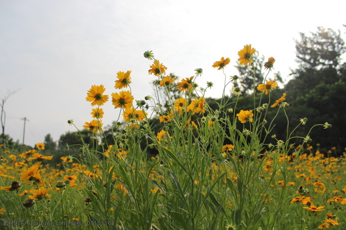 格桑花 花田 花地 黄花 绿枝 池州 自然景观 田园风光 白色