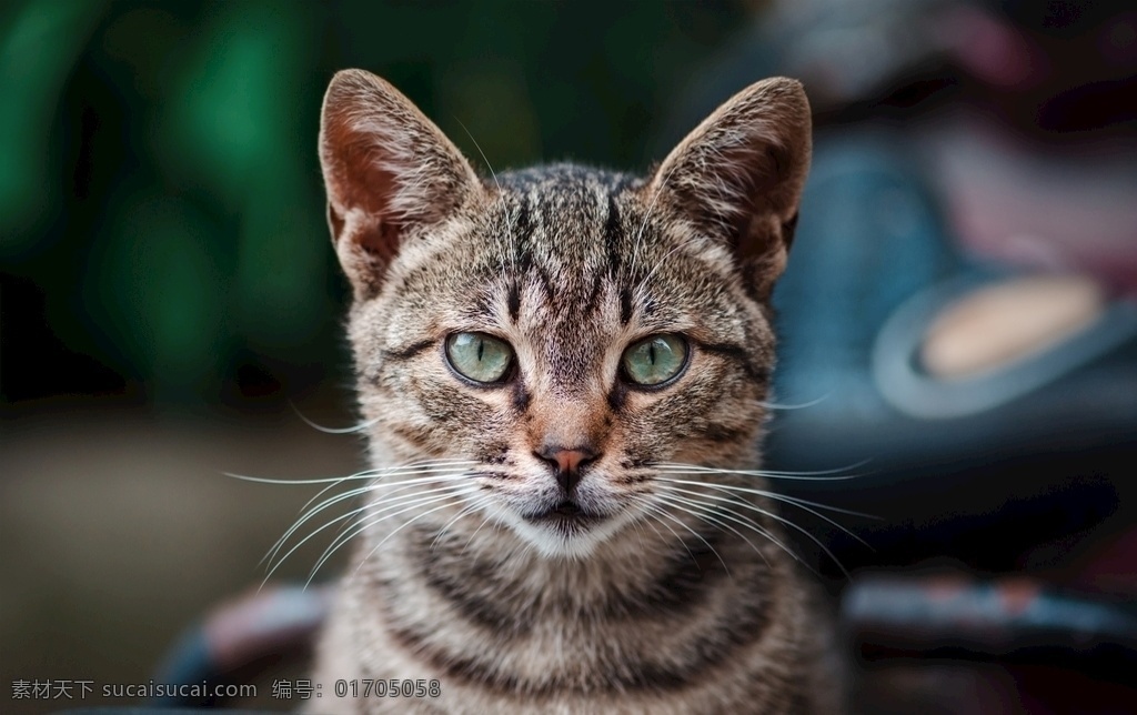 宠物猫图片 喵 猫咪 宠物 萌宠 家猫 动物 可爱 萌猫 小猫 宠物猫 喵星人 可爱的动物 生物世界 家禽家畜