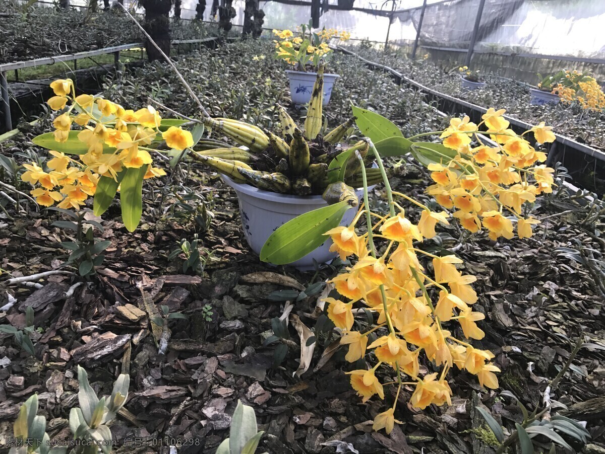 石斛树 石斛 铁皮 药材 野生 铁皮花 石斛花 养生茶 石斛干花 铁皮石斛 石斛花茶 野生石斛 生物世界 花草