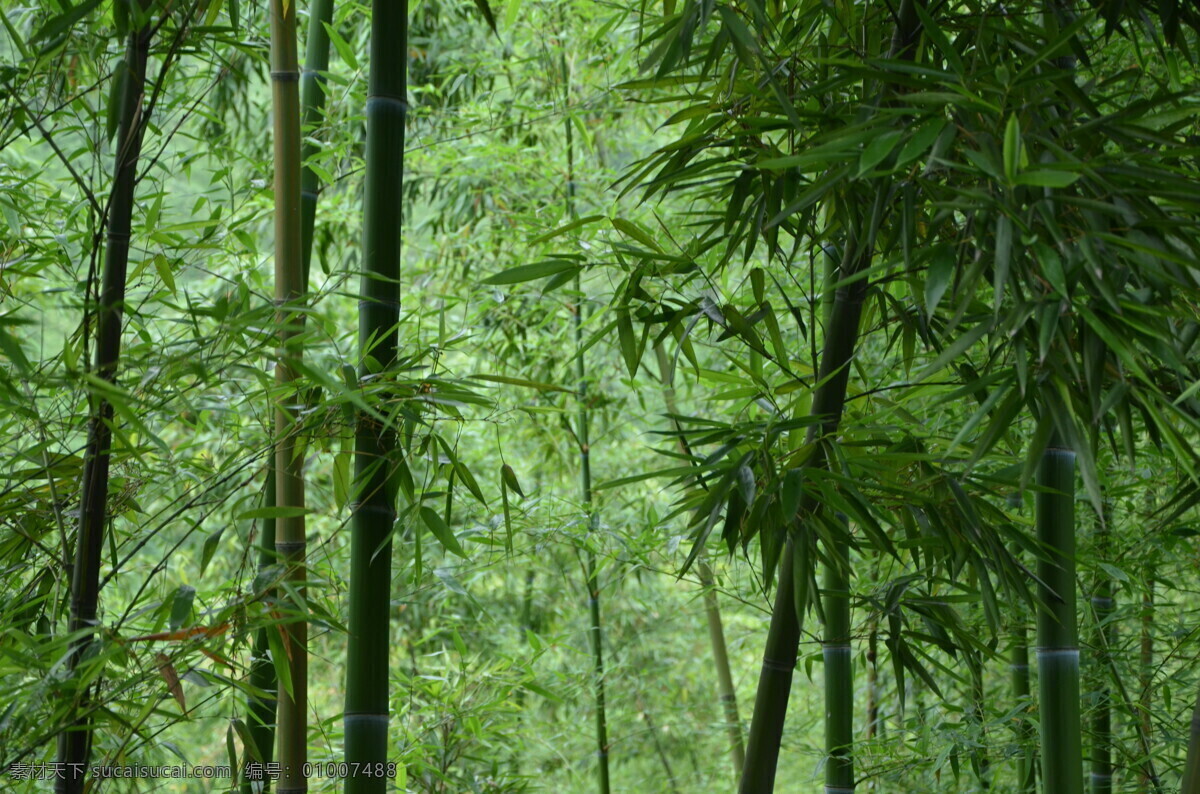 竹 竹子 竹林 雷竹 绿化 生物世界 树木树叶
