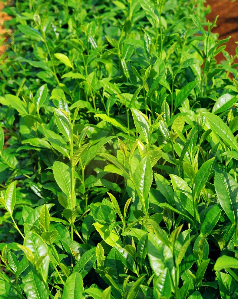菜地 白菜 菜园 生菜 大白菜 蔬菜 包心菜 波菜 油菜 其他生物 生物世界