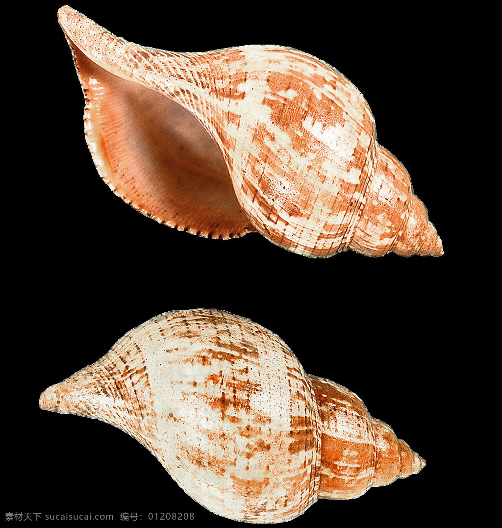 两 种 漂亮 棕色 海螺 免 抠 透明 图 层 海螺简笔画 海螺摄影 贝壳素材 贝壳海星 失量图贝壳 动物的海洋 海洋动物图片 贝壳 海边贝壳 沙滩海螺 贝壳海螺