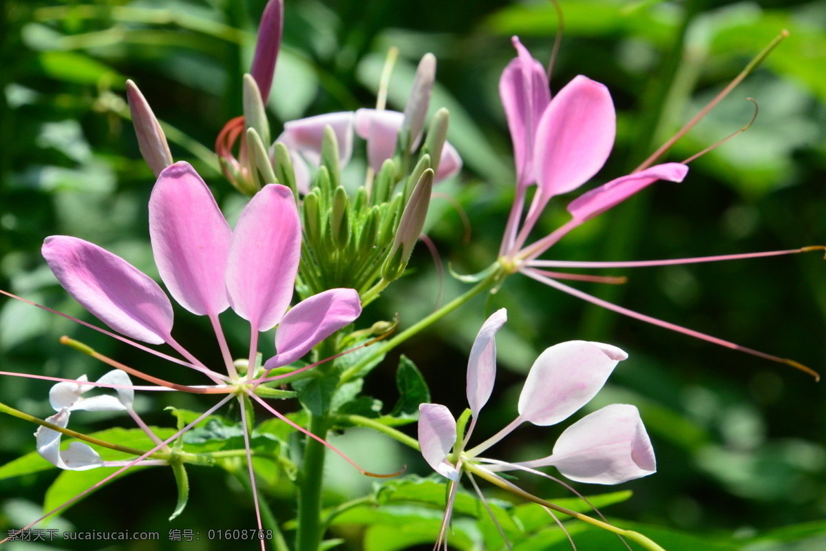 醉蝶花 西洋白花菜 凤蝶草 紫龙须 蜘蛛花 花卉 花朵 花瓣 草花 绿化景观 植物 花儿 花蕊 观赏花卉 生物世界 花草