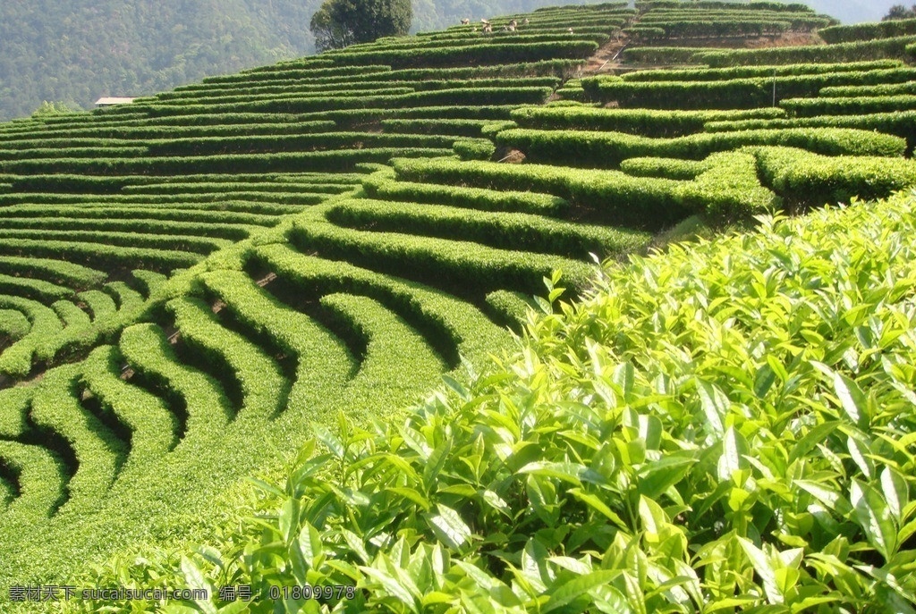 茶田风光 茶叶 茶田 田园 绿地 农作物 田园风光 自然景观