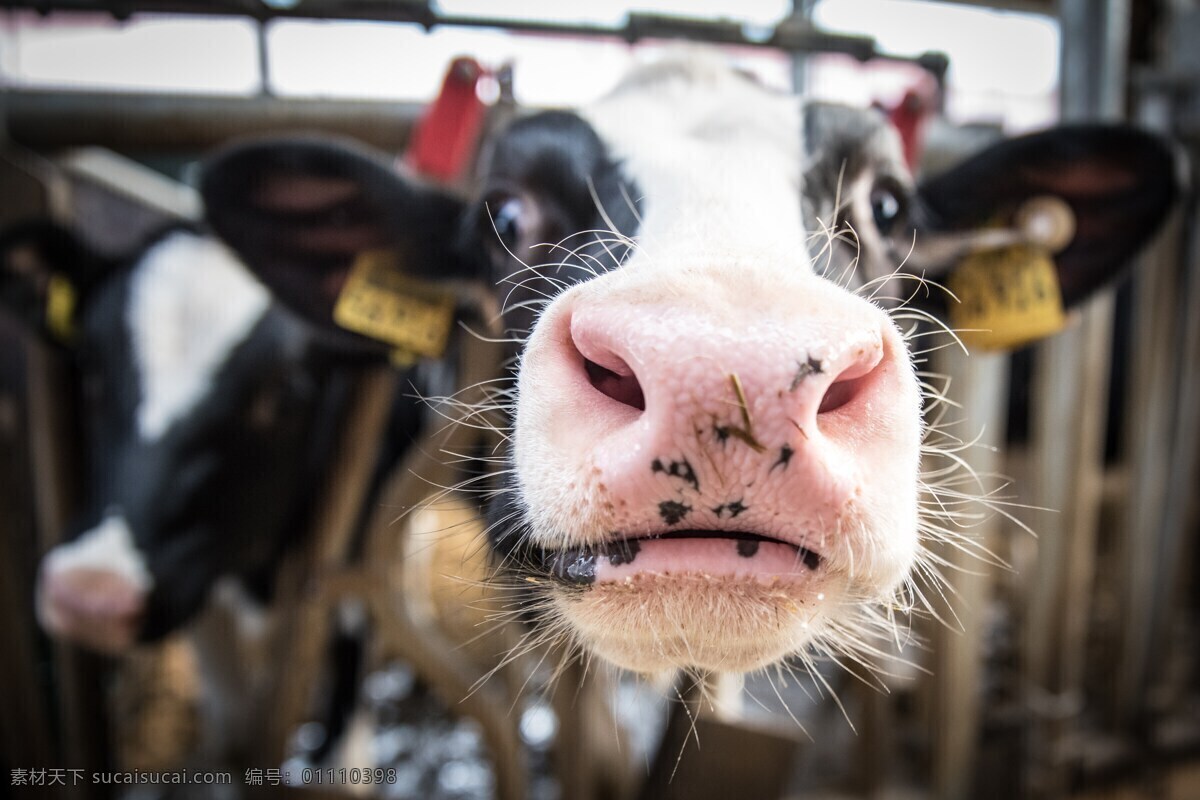 农业 牛肉 奶牛 动物 好奇 农场 养牛 牲畜 牛头 牛奶 生物世界 家禽家畜