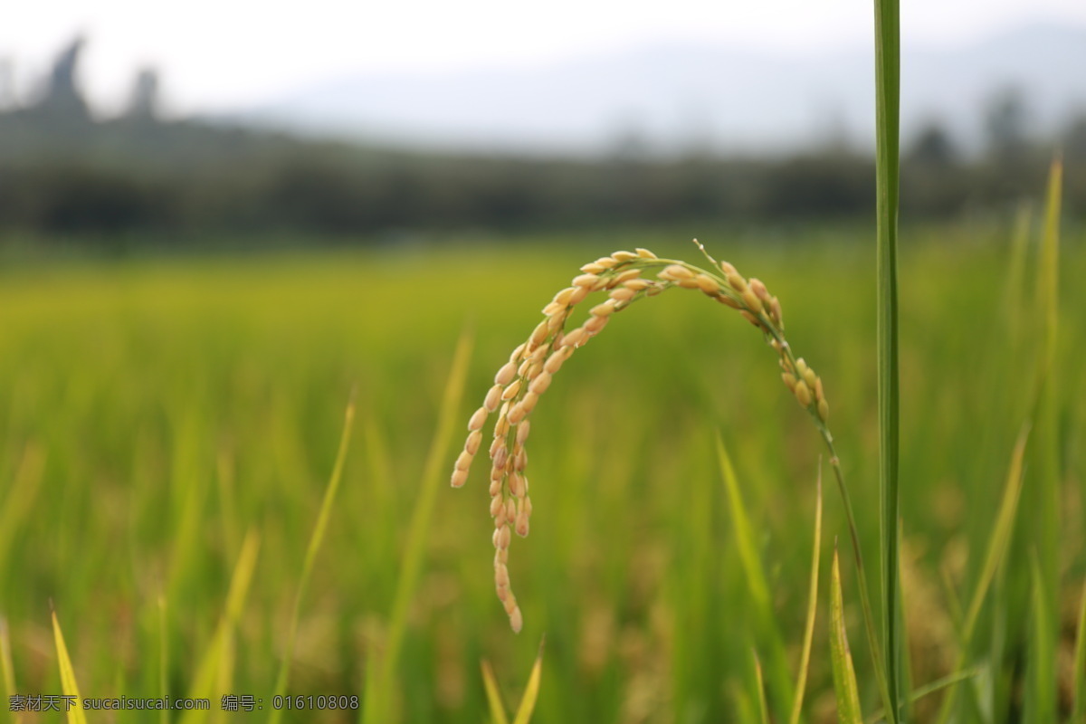 稻穗 稻子 农场 农田 粮食 庄家 生态 丰收 自然景观 田园风光