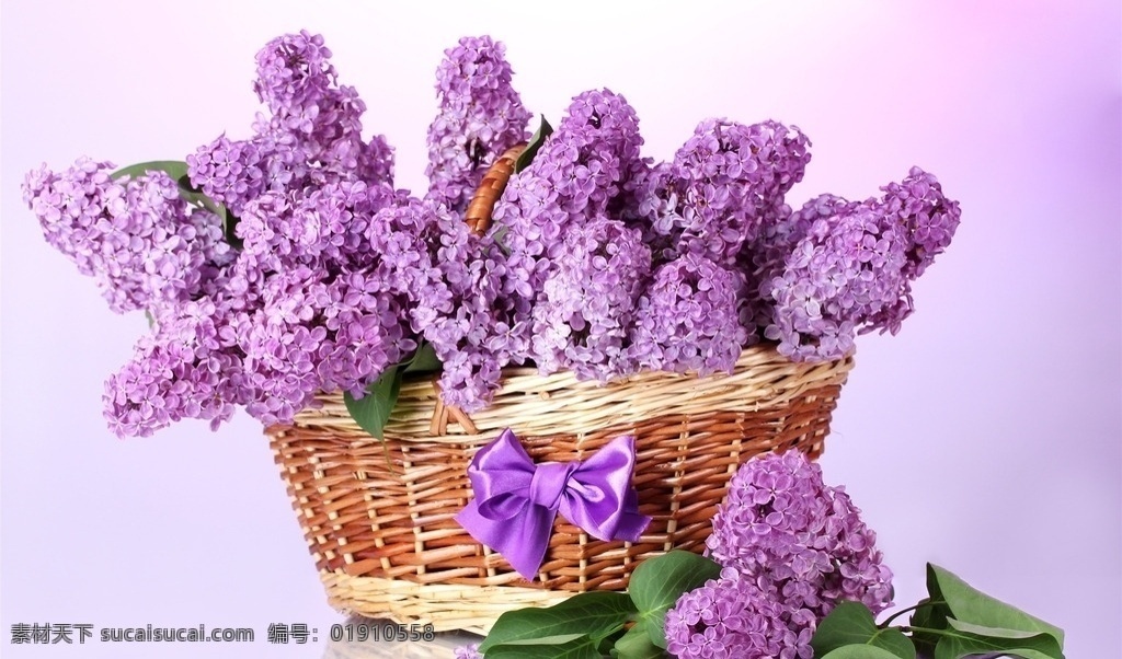 唯美 花 植物 自然 鲜花 花卉 花朵 紫丁香 丁香花 生物世界 花草