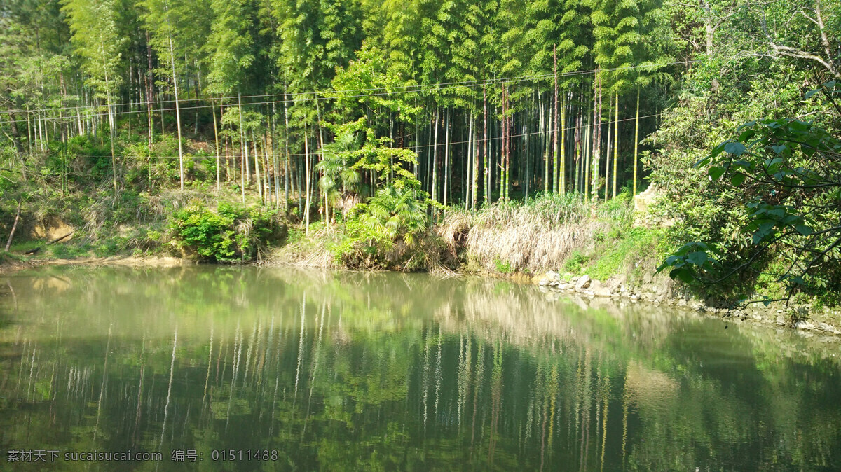 竹林 水 绿色 春天 自然风景 自然景观