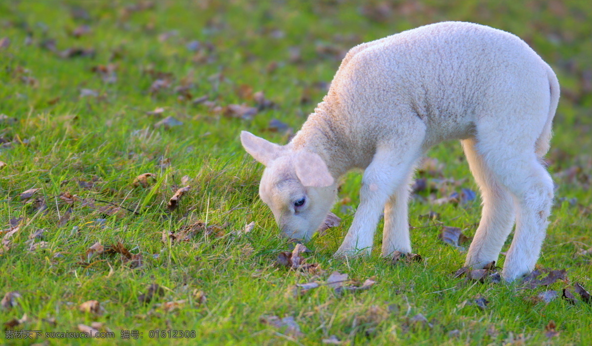 草地上的羔羊 草地 落叶 羔羊 动物 小羊 自然风景 自然景观 绿色