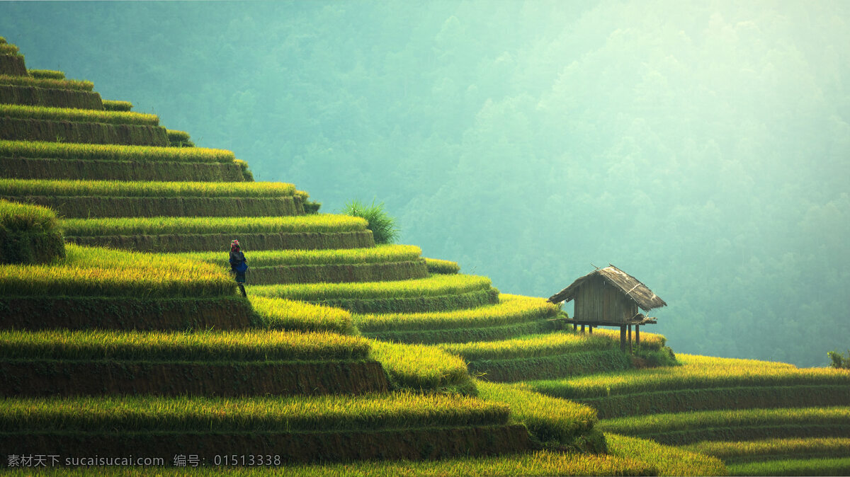 梯田 绿色 茶 茶园 山 青山 茅屋 蓝天 水稻 自然景观 山水风景