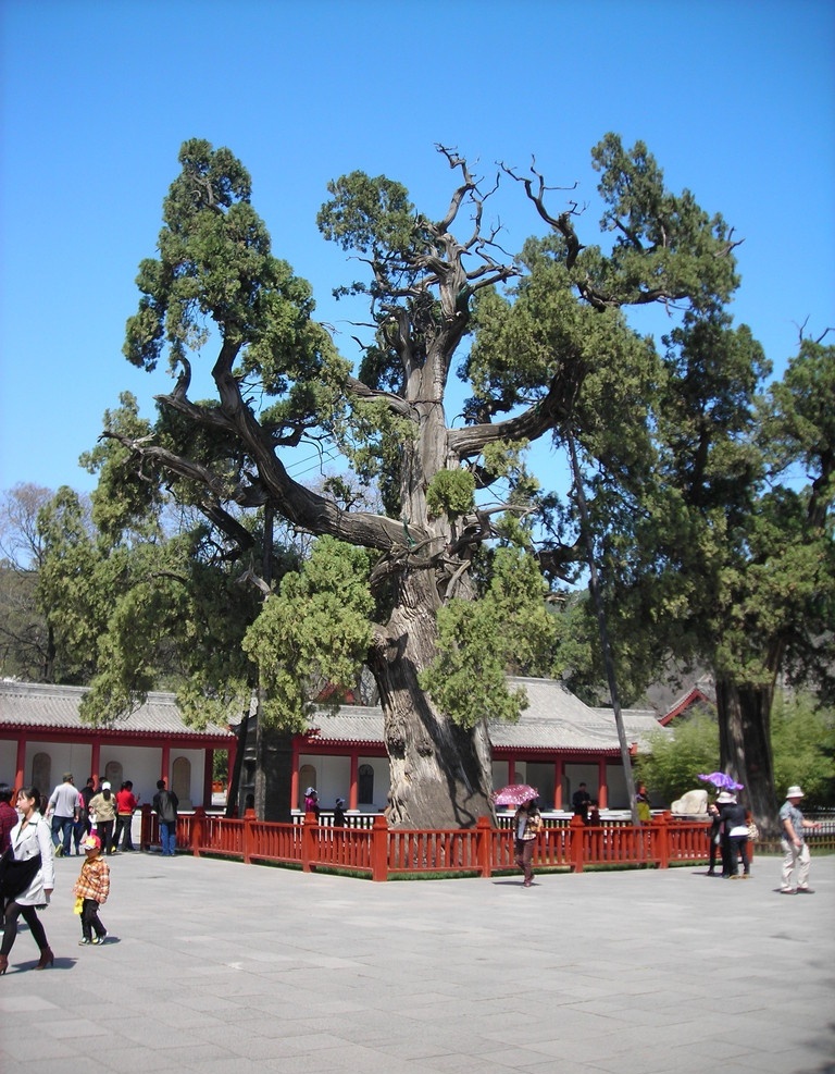 黄帝陵轩辕柏 黄帝陵 轩辕柏 古柏 人文 初祖 国内旅游 旅游摄影