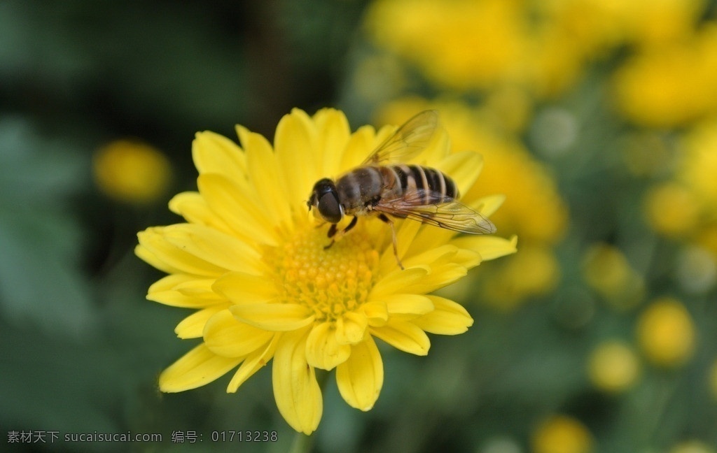 精品 菊花 蜜蜂 采 蜜 采蜜 黄色 花草 生物世界