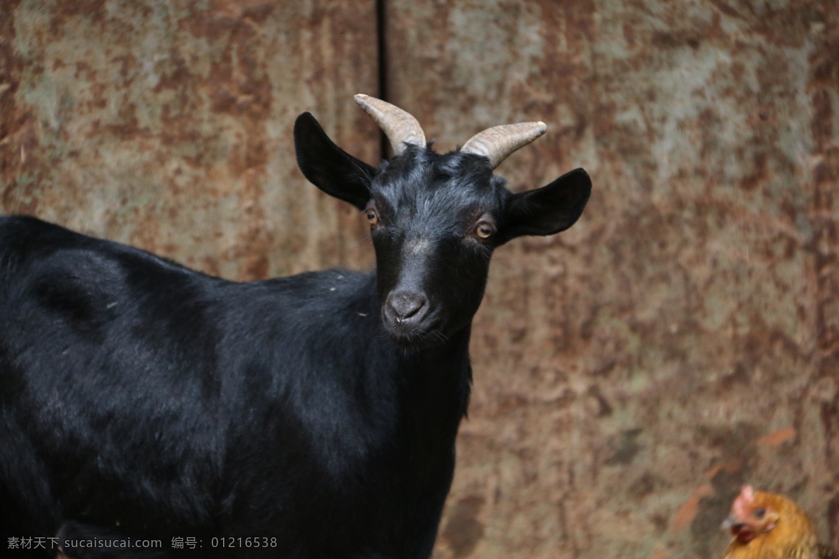 黑山羊图片 黑山羊 山羊 羊 羊肉 公羊 生物世界 家禽家畜