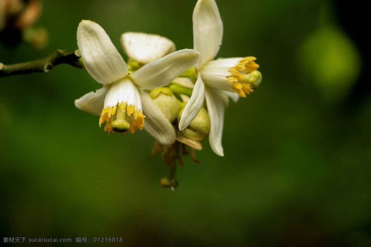 柚子花