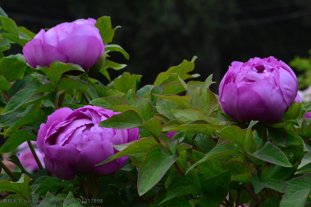 牡丹花 牡丹 观赏花卉 鼠姑 木芍药 百雨金 洛阳花 花朵 花瓣 花蕊 花卉 花儿 花草 植物 园林绿化 绿化景观 芍药牡丹 生物世界