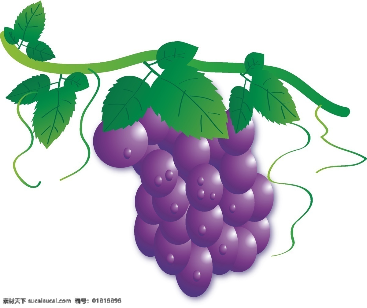 葡萄免费下载 葡萄 葡萄矢量图 紫葡萄 葡萄ai 日常生活
