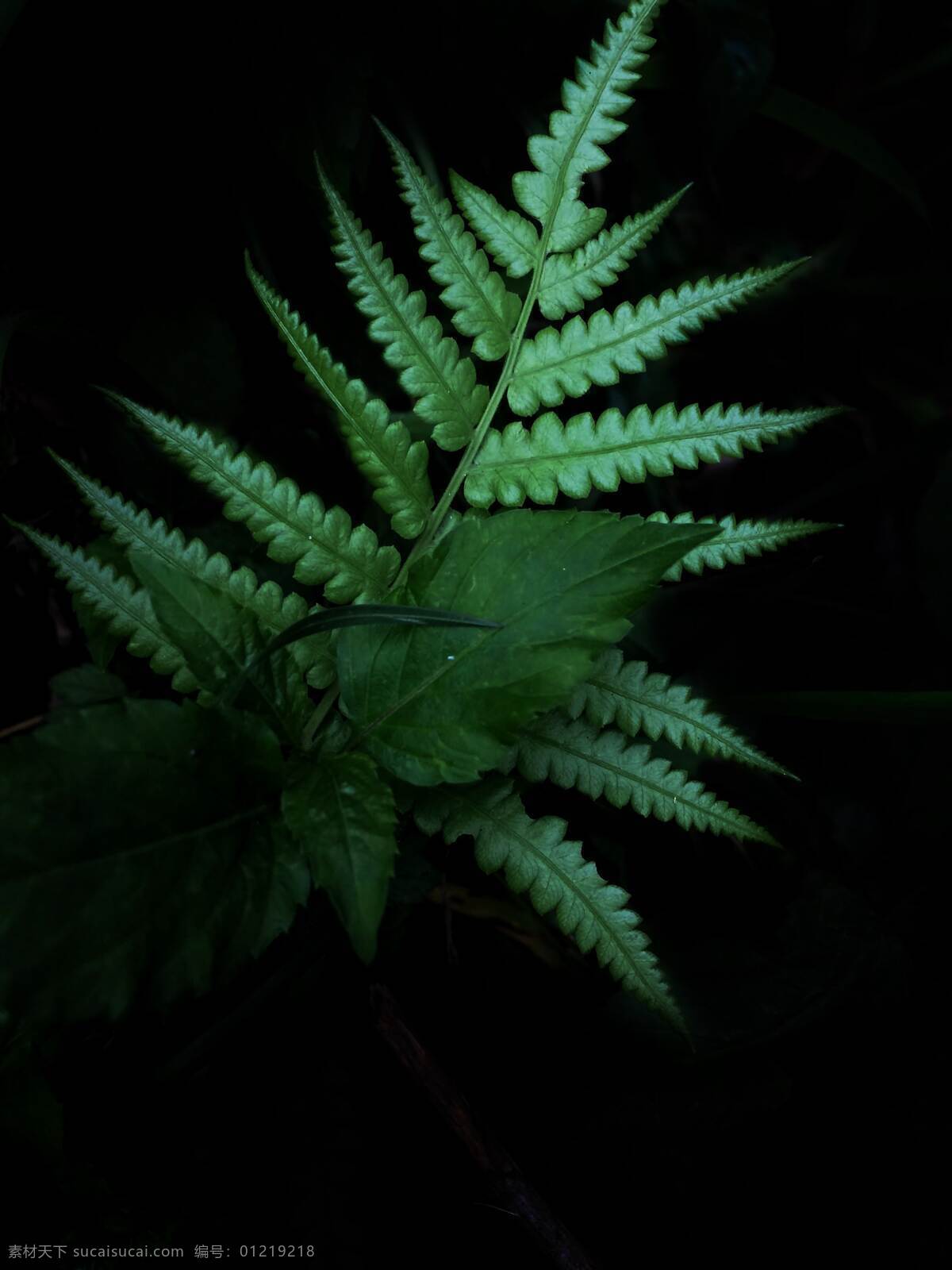 蕨类叶子 春天 绿叶 蕨类 清新 拍摄 摄影类 生物世界 树木树叶