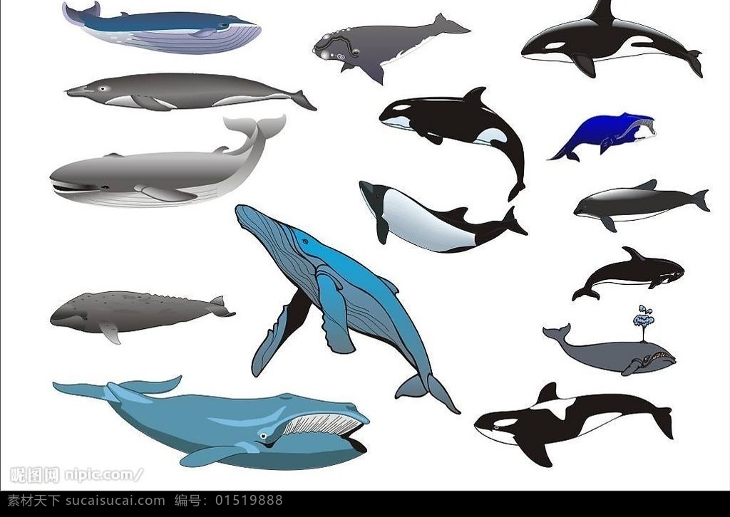 精选 coreldarw 海洋生物 矢量图 鲸鱼 生物世界 矢量 动物 矢量图库