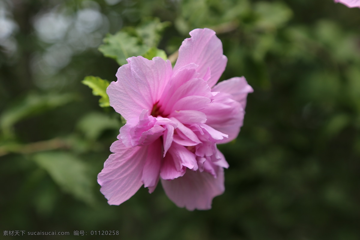 木槿花 木槿 无穷花 花卉 花儿 花草 植物 园林绿化 绿化景观 装饰画 木槿木槿花 生物世界