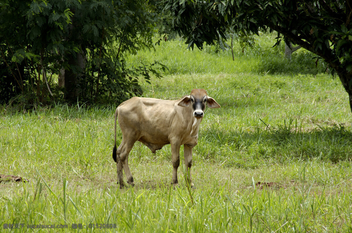 草原上的牛 牛 野生动物 动物世界 摄影图 陆地动物 生物世界 黑色