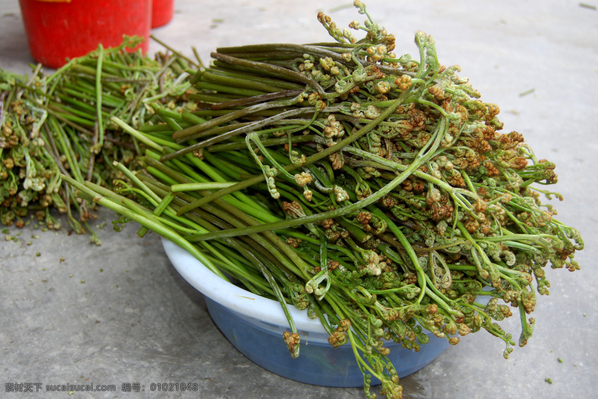 野生蕨苗 山野菜蕨苗 鄂东蕨苗 其他生物 生物世界