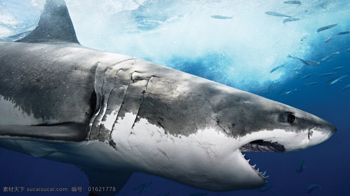 鲨鱼 白沙 白鲨 大白鲨 鲛 鲛鲨 沙鱼 鱼翅 鲨鱼翅 食人鲨 鲸鲨 虎鲨 生物世界 海洋生物
