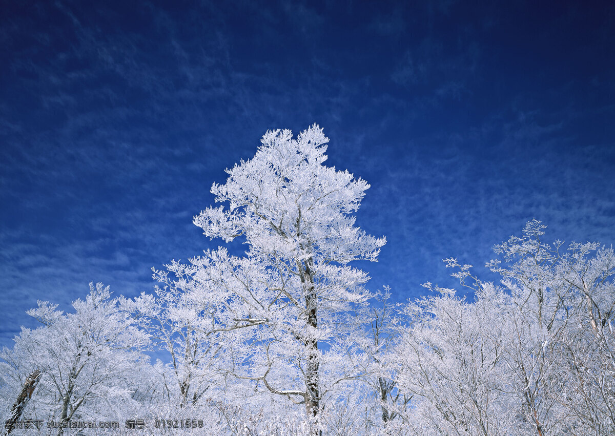 冬天 树林 风景 美丽风景 自然风景 风景摄影 大自然 美景 景色 树木 雪景 花草树木 生物世界