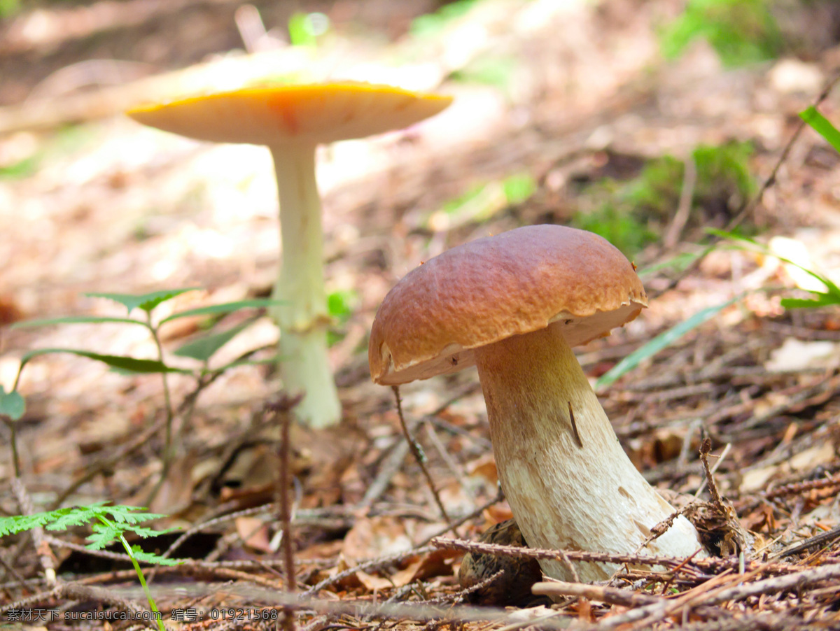 地上 生长 蘑菇 菌类植物 菌类生物 蘑菇摄影 其他类别 生活百科 白色