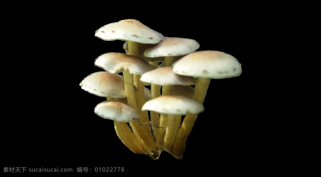 白色 伞状 蘑菇 元素 免扣 实物 食物