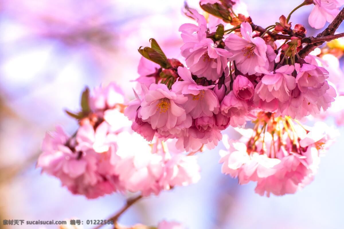 花 春天桃花 桃花树 桃花花开 桃花枝条 花类 自然景观 田园风光