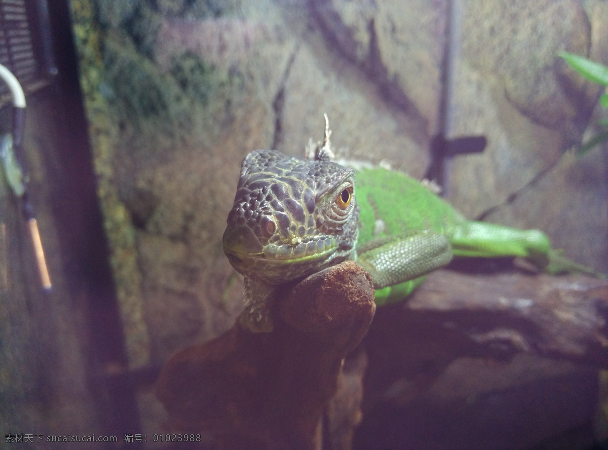 蜥蜴 四脚蛇 蛇舅母 卵生动物 脊椎动物亚门 lizard 变色龙 拍摄 生物世界 海洋生物