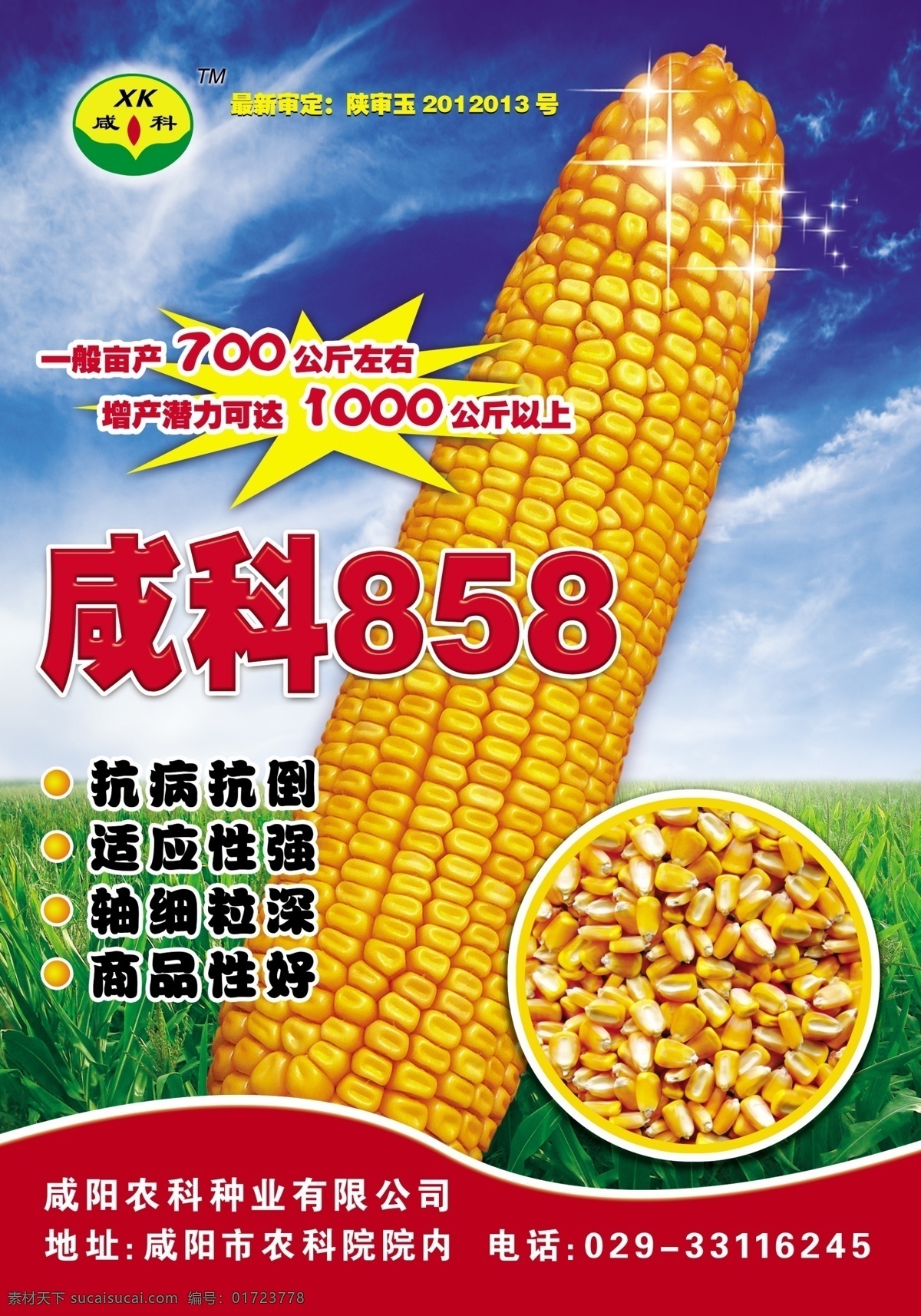 玉米 种子 宣传海报 玉米棒 玉米粒 玉米苗 天空 星点 咸科858 广告设计模板 源文件