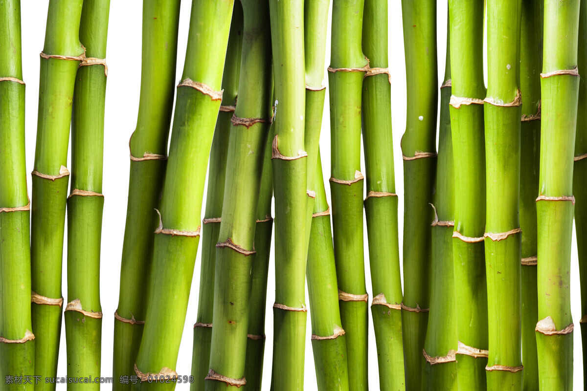 竹子 背景 底纹 竹竿背景 竹子背景 绿竹背景 背景边框 花草树木 生物世界