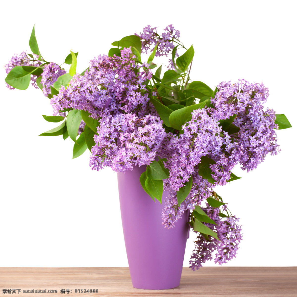 丁香花 插花 紫色花朵 紫色 花瓶 瓷器
