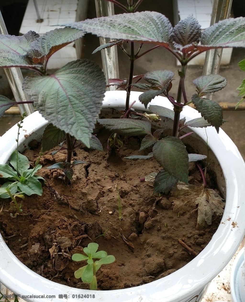 田园风光 家乡 紫苏 阳台 随拍 自制 花盆 植物 爱在自然 生物世界 花草