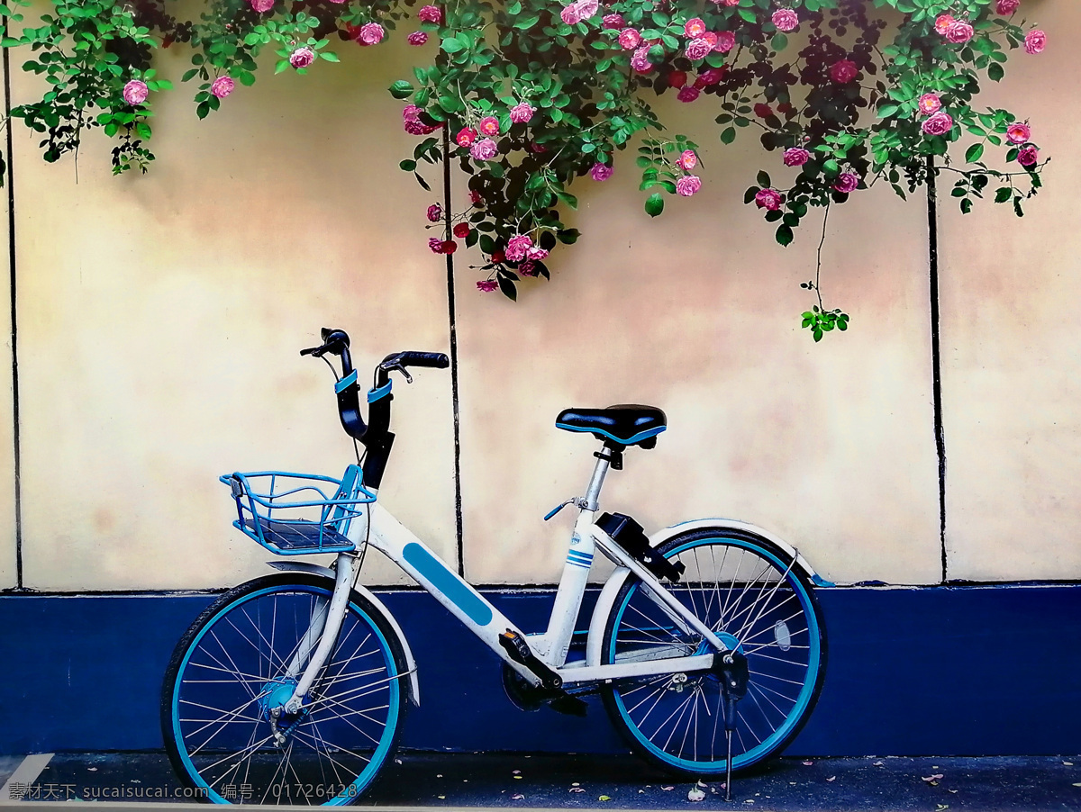 蔷薇与单车 蔷薇 蔷薇花 花草 墙头花 墙头蔷薇 单车 共享单车 车 车与花 红花