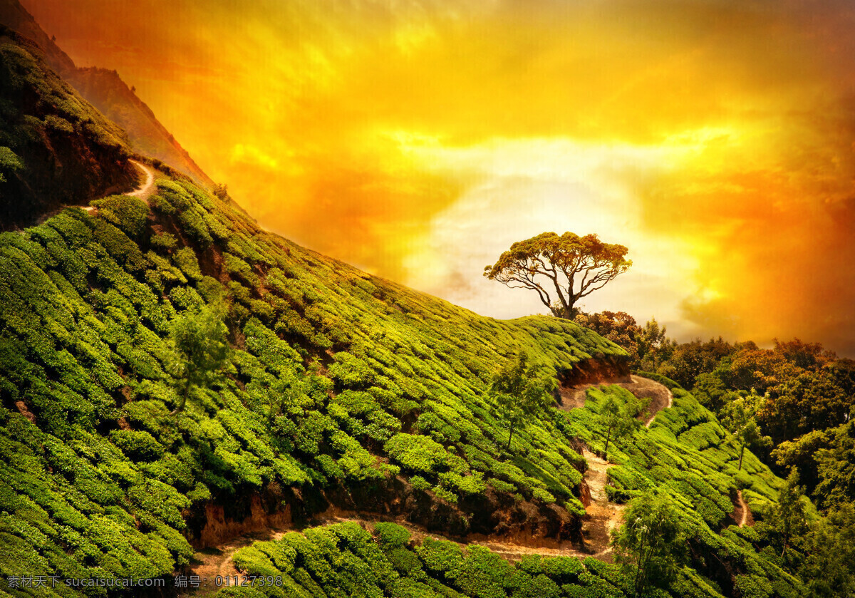 阳光 下 山坡 上 树木 植物 风景 风光 印度风光 自然风景 山水风景 风景图片