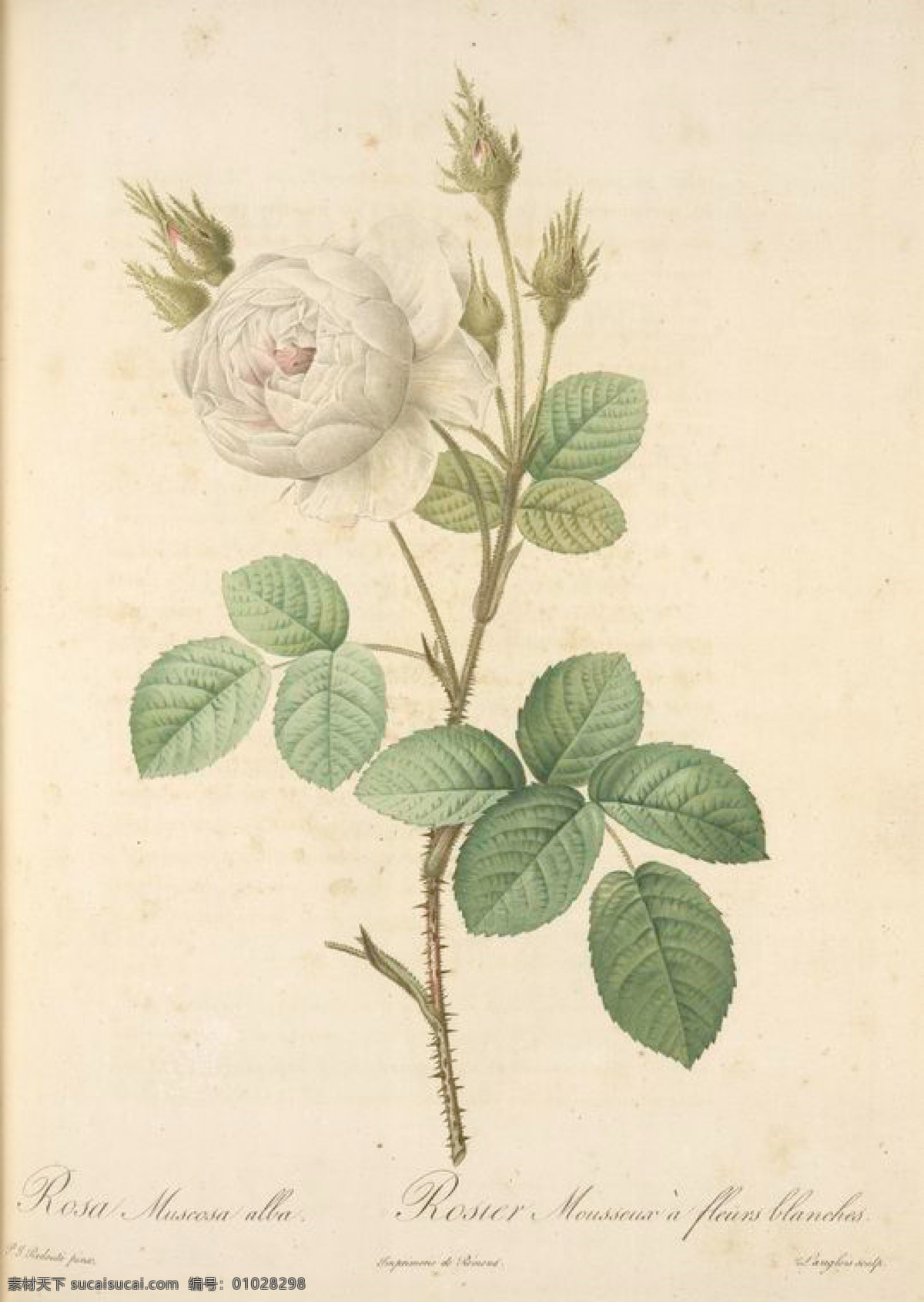 复古 油画 白色 花朵 花 花卉 玫瑰 艺术名画 植物图 文化艺术