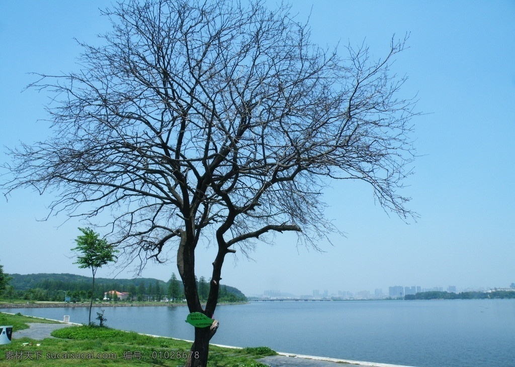 河边树木 蓝天 天空 白天 白云 夏天 绿草 草地 草坪 海边 树木 树枝 大树 阴天 河边 山水风景 自然景观