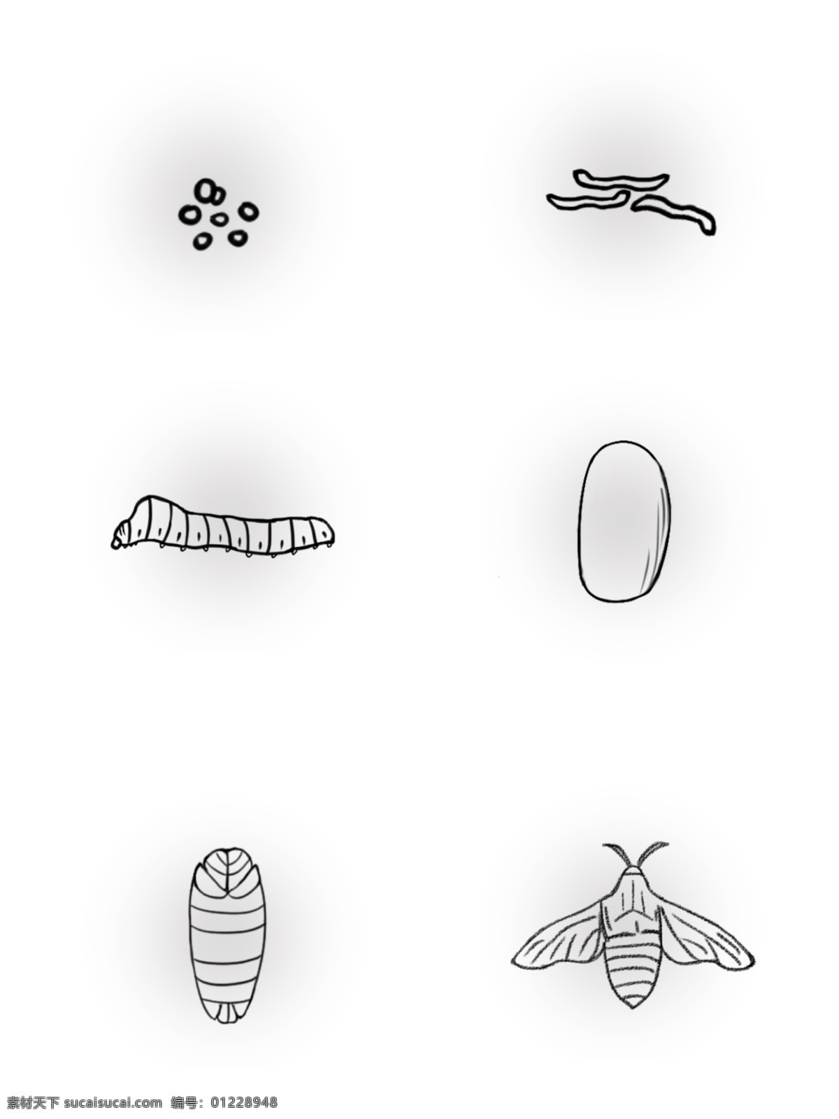 手绘 蚕 生长 过程 商用 动物 生长过程 可商用 动物生长过程