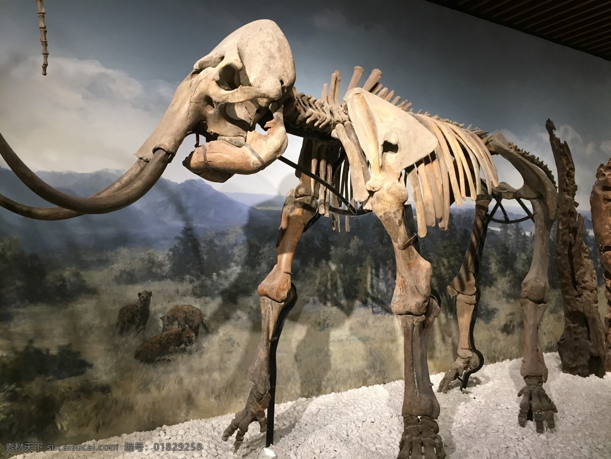 博物馆化石 恐龙化石 化石素材 历史遗留 古物 古迹生物 灭绝生物 生物世界 其他生物