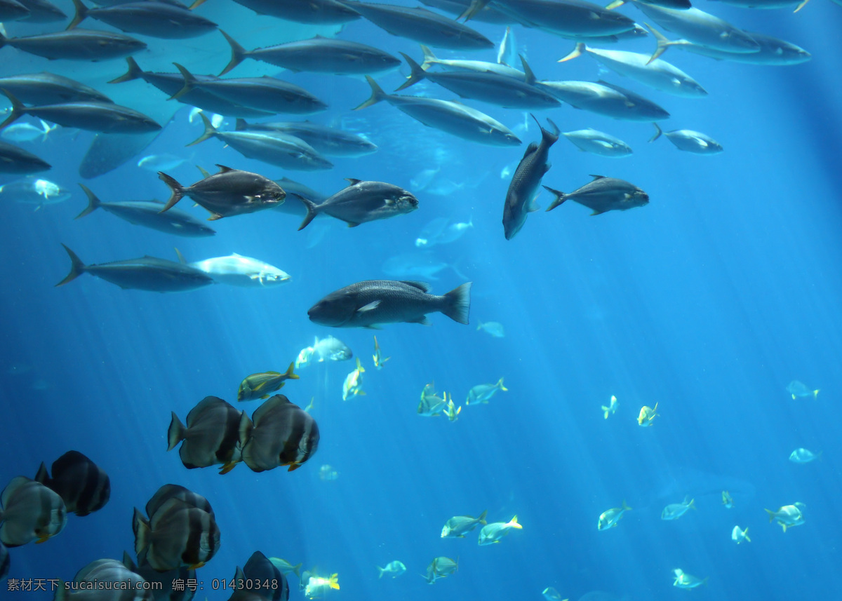 观赏鱼 深海鱼 海底世界 大海 海洋 海水 小丑鱼 小鱼 海鱼 热带鱼 海洋生物 生物世界