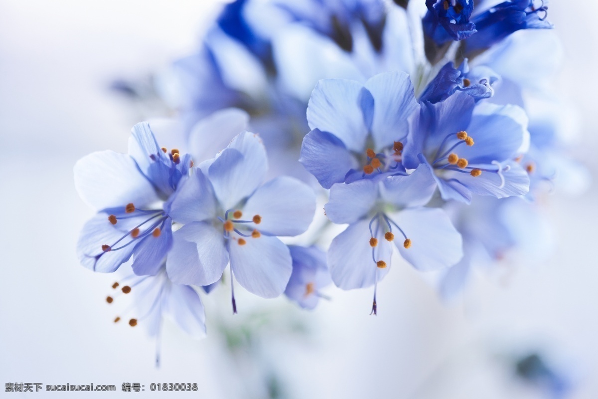 樱花 春天 花瓣 花草 花朵 花蕾 花蕊 蓝色 鲜花 桃花 鲜艳 生物世界 psd源文件