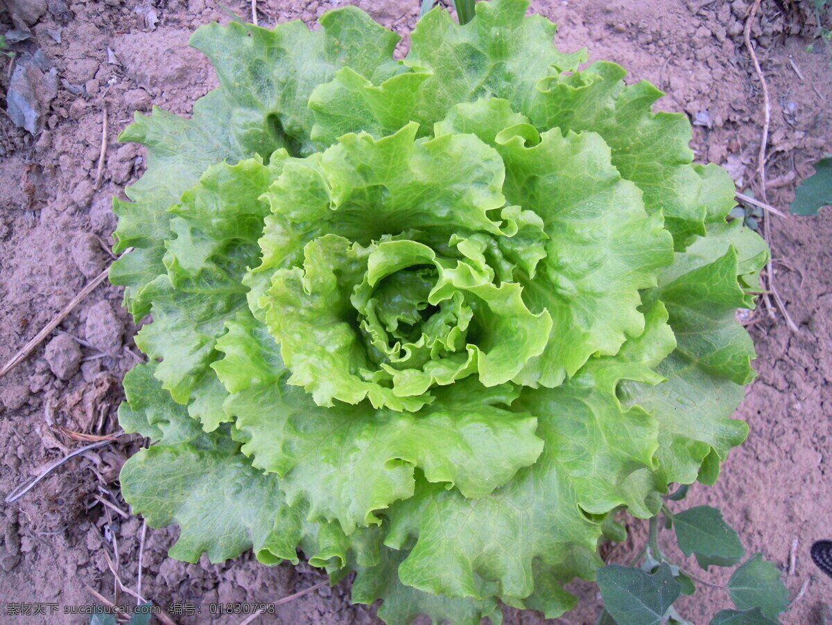 果蔬 健康 绿色 绿色蔬菜 青菜 生菜 生物世界 绿色世界 蔬菜 菜心 拍摄的图 蔬菜素材 拍摄的素材 风景 生活 旅游餐饮