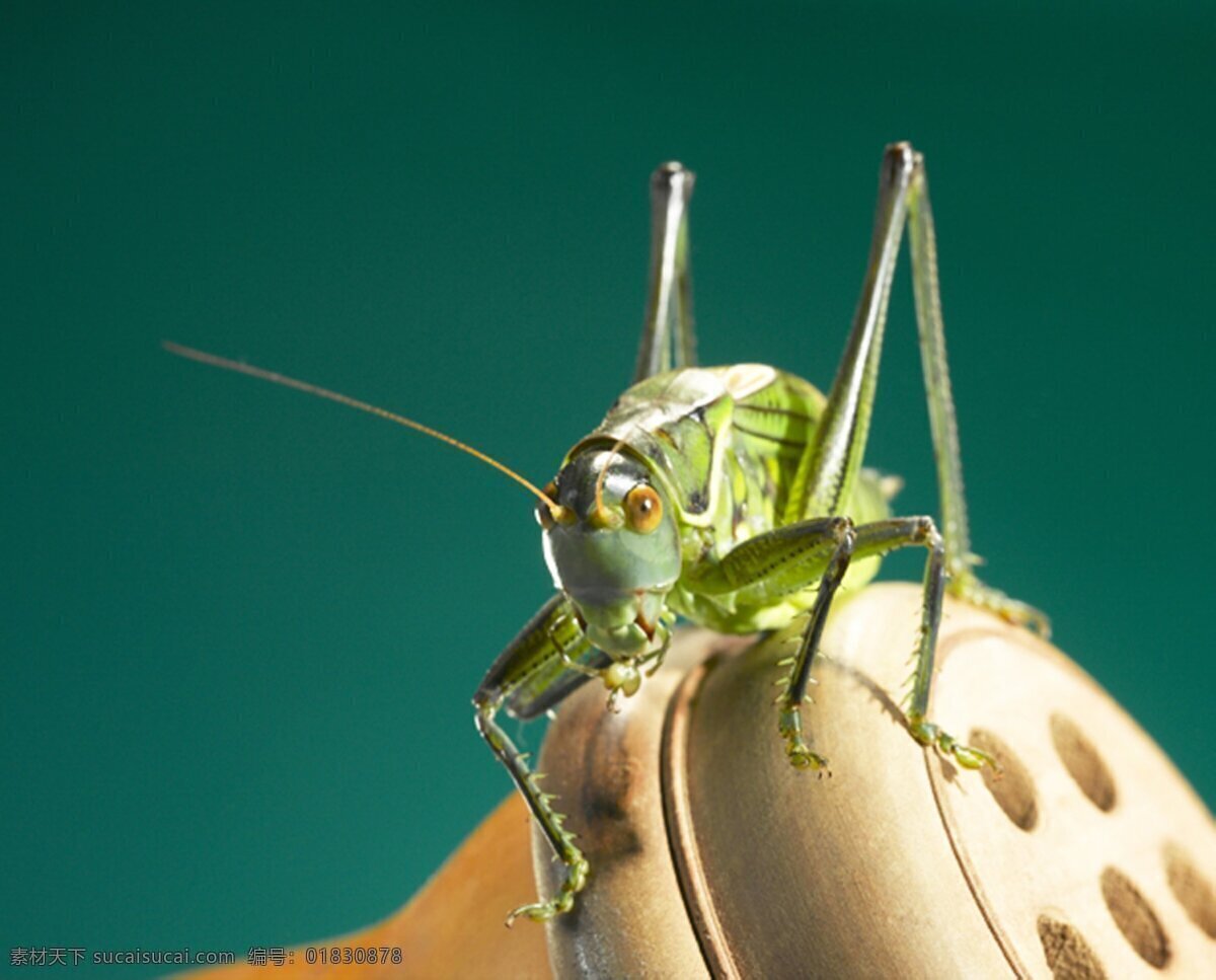 蝈蝈 特写 高清摄影 高清图 高清图片 昆虫 蛐蛐 摄影图片 生物世界 微距 生灵 触角 微距摄影