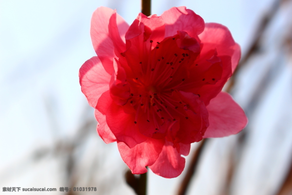 红色的桃花 桃花 桃花运 花朵 花瓣 桃红 美丽 植物 生物 花园 种植 开花 春天 赏花 微距摄影 花草 生物世界 白色