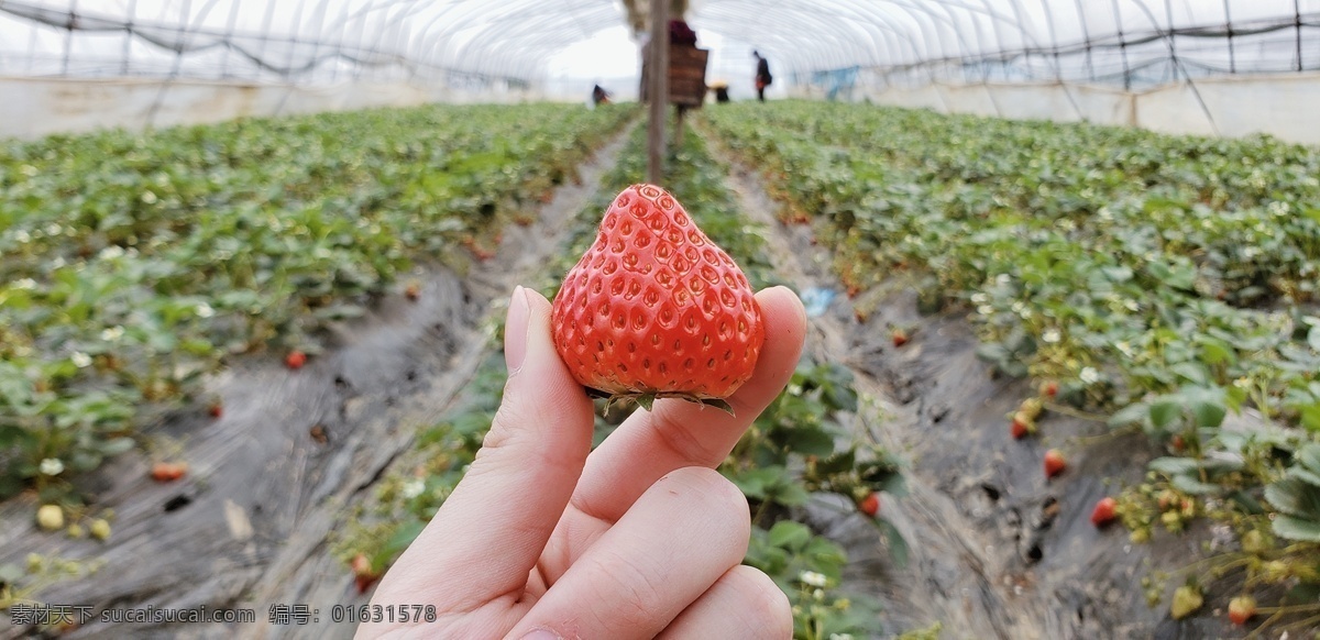 草莓 草莓园 水果 树莓 比心 生活百科 生活素材
