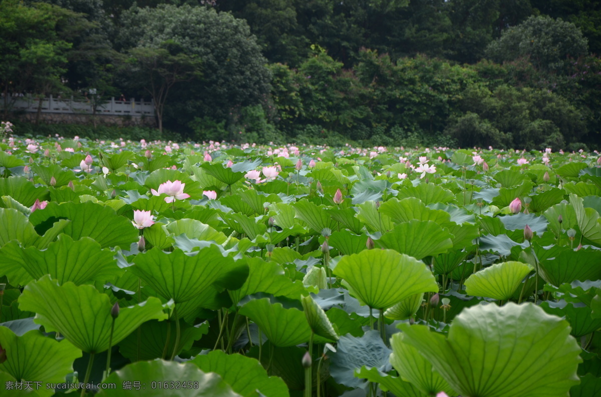 莲花 莲花盆栽 荷花盆栽 荷塘 一片荷花 公园 花卉 鲜花 花朵 花语 花艺 园艺 生物世界 花草